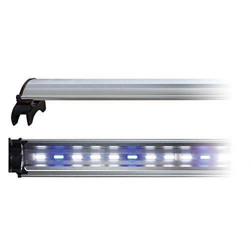 Dreamgirl Dream CLD80D Cob LED-lamp met wit en blauw licht