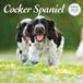 Magnet & Steel Engelse Cocker Spaniel Kalender 2026 Deluxe Wandkalender