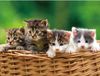 Merkloos / Sans marque Placemats katten/kittens - Set van 4x stuks - 3D effect - 30 x 40 cm - poezen