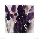 The Art Group David Ross (Siberische Iris) - Kunstdruk 40 x 40cm, Papier, Multi kleuren, 40 x 40 x 1,3 cm