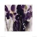 The Art Group David Ross (Siberische Iris) - Kunstdruk 40 x 40cm, Papier, Multi kleuren, 40 x 40 x 1,3 cm