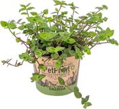 Bloomique Callisia Repens Schildpadplant Kamerplant Diervriendelijk