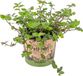 Bloomique Callisia Repens Schildpadplant Kamerplant Diervriendelijk