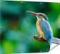 Gards Affiche de jardin Martin-pêcheur sur une branche - 120x90 cm - Toile de jardin - Décoration de jardin - Décoration murale extérieure