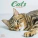 Avonside Publishing Ltd Cats 2027 Calendar