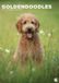 CalendarsRUs Goldendoodle A3 Kalender 2027