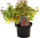 Arborix Spiraea Spierstruik 'Crispa' - Rode Bladeren, Zomerbloeiend, 25-30 cm Pot