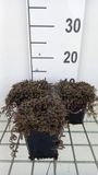 GRDplanten Bol 6x Speeldenkussenplant - Leptinella squalida 'Platt's Black' | 9x9 cm pot