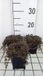 GRDplanten Bol 6x Speeldenkussenplant - Leptinella squalida 'Platt's Black' | 9x9 cm pot