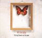 Heartselling Writersday Picking Flowers On The Moon (CD)