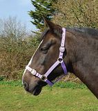 Rhinegold Nylon Halster - Shetland - Lila