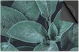 Dietrix Inductie Beschermer - DELUXE - Leaves - 81x52cm - Lichtgroene bladeren
