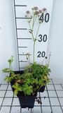 GRDplanten Groendecor Tuinarchitectuur 6x Zeeuws knoopje - Astrantia maj. 'Florence' | 9x9 cm pot
