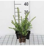 GRDplanten Groendecor Tuinarchitectuur 12x Chinese Kamperfoelie - Lonicera nit. 'Elegant' | 9x9 cm pot
