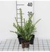 Groendecor Tuinarchitectuur 12x Kamperfoelie - Lonicera nit. 'Elegant' | 9x9 cm pot