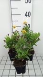 GRDplanten Groendecor Tuinarchitectuur 6x Zonnekruid - Helenium hybr. 'Double Trouble' | 9x9 cm pot