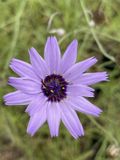 Groendecor Tuinarchitectuur 6x Catananche - Catananche caerulea | pot de 9x9 cm