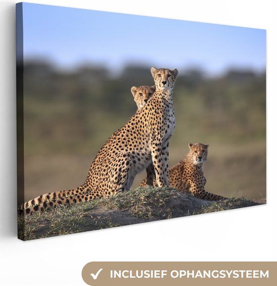 OneMillionCanvasses Canvas Wanddecoratie Cheeta - Dieren - Natuur - Landschap - 140x90 cm - Canvas Schilderij