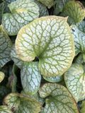 GRDplanten Groendecor Tuinarchitectuur 6x Kaukasich vergeet me nietje - Brunnera macrophylla 'Jack Frost' | 9x9 cm pot