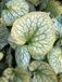 GRDplanten Groendecor Tuinarchitectuur 6x Kaukasich vergeet me nietje - Brunnera macrophylla 'Jack Frost' | 9x9 cm pot