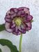 Groendecor Tuinarchitectuur 6x Nieskruid - Helleborus or. 'Double Ellen Picotee' | pot de 9x9 cm