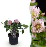 Plantenboetiek.nl Helleborus orientalis Double Ellen Pink