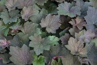 GRDplanten Groendecor Tuinarchitectuur 6x Damastbloem - Heuchera hybr. 'Brownies' | 9x9 cm pot