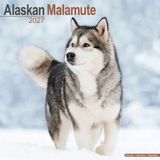 Avonside Alaskan Malamute Kalender 2027
