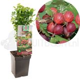 Fruithof Bessenstruik Ribes Hinnonmäki Röd - Rode kruisbes 18cm