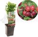 Fruithof Bessenstruik Ribes Hinnonmäki Röd - Rode kruisbes 18cm