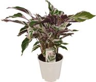 Green Boutiq ZynesFlora Calathea Fushion White in Ø 14 cm Plantenpot - Hoogte: 35 - 40 cm - Pauwenplant Gebedsplant Bidplant Zeldzame Kamerplant