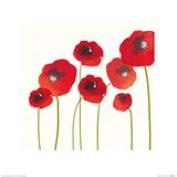 The Art Group Nicola Evans (Poppies) - Kunstdruk 40 x 40cm, Papier, Multi kleuren, 40 x 40 x 1,3 cm