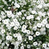 Arborix Gypsophila Repens 'Alba' - 6 x Kruipend Gipskruid pot 9x9cm, witbloeiend en bodembedekkend