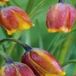 JUB Fritillaria uva-vulpis 15 bloembollen
