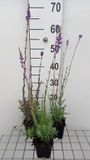 GRDplanten Groendecor Tuinarchitectuur 6x Linaria - Linaria purpurea | 9x9 cm pot
