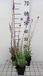 GRDplanten Groendecor Tuinarchitectuur 6x Linaria - Linaria purpurea | 9x9 cm pot