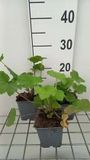 GRDplanten Groendecor Tuinarchitectuur 6x Purperklokje - Heuchera villosa var. macrorrhiza | 9x9 cm pot