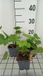 GRDplanten Groendecor Tuinarchitectuur 6x Purperklokje - Heuchera villosa var. macrorrhiza | 9x9 cm pot