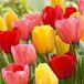 Bloomique - Tulipa Darwin Hybrid Mix - 20 Tulpenbollen - Diverse Kleuren