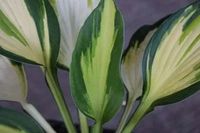 GRDplanten Groendecor Tuinarchitectuur 6x Hartlelie - Hosta hybr. 'Color Festival' | 9x9 cm pot