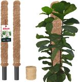 KOTARBAU® 2 st Kokosstok, Plantenstok, ⌀ 3,2 x 60 cm, Kokosstaaf, Klimhulp Monstera, Bruin, Kokosvezel, Klimhulp, Plantenstaaf, Kokosstok voor Monstera, Kokosstaaf voor Klimplanten