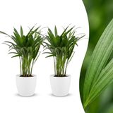 Green boutiQ Areca Lutescens Goudpalm - 2 Planten - Pot 12cm - Hoogte 45cm