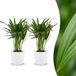 Green boutiQ Areca Lutescens Goudpalm - 2 Planten - Pot 12cm - Hoogte 45cm