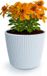 Prosperplast Plantenpot/bloempot Buckingham - Lichtgrijs - D17 x H15 cm