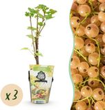 Plantenboetiek.nl | Wiite Bes - Ribes rubrum Witte Hollander - Winterhard - 3 Planten - Ø9cm - 15-25cm hoog - Tuinplant