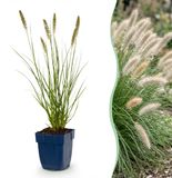 Plantenboetiek.nl Pennisetum alop. Hameln - Lampenpoetsergras - Met Pluim - Groen - 12 Planten - Ø11cm - 15-25cm hoog - Tuinplant