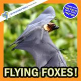 Flying Foxes!: A My Incredible World Picture Book for Children