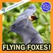 Flying Foxes!: A My Incredible World Picture Book for Children