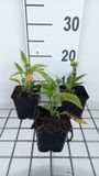 GRDplanten Echinacea 6x Zonnehoed - Echinacea purp. Mellow Yellows' | pot 9 x 9 cm