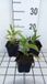 GRDplanten Echinacea 6x Zonnehoed - Echinacea purp. Mellow Yellows' | pot 9 x 9 cm